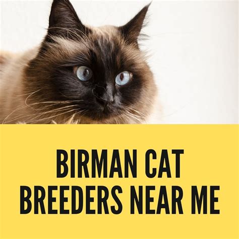 cat breeders near me|registered cat breeders near me.